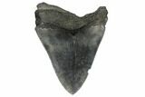 Serrated, Fossil Megalodon Tooth - South Carolina #168152-1